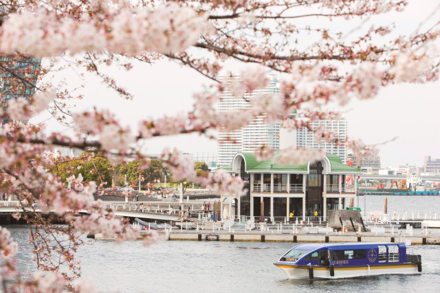 専用クルーズ船で優雅に桜観賞 横浜の桜の名所を巡る「桜クルーズ」／ヨコハマ グランド インターコンチネンタル ホテル